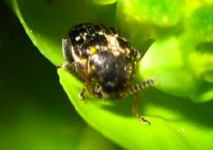 Chrysomelidae Bruchinae